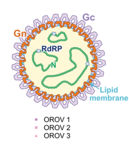 orov1