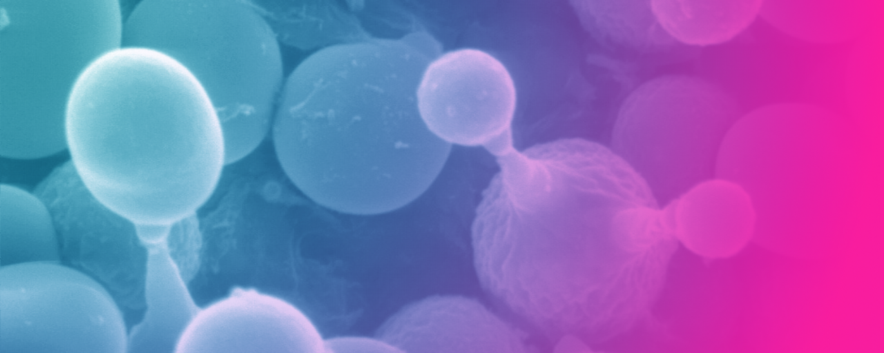 yeast retreat header 2025